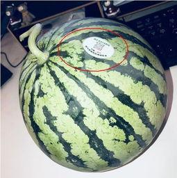 网红吃瓜旅游是真的吗